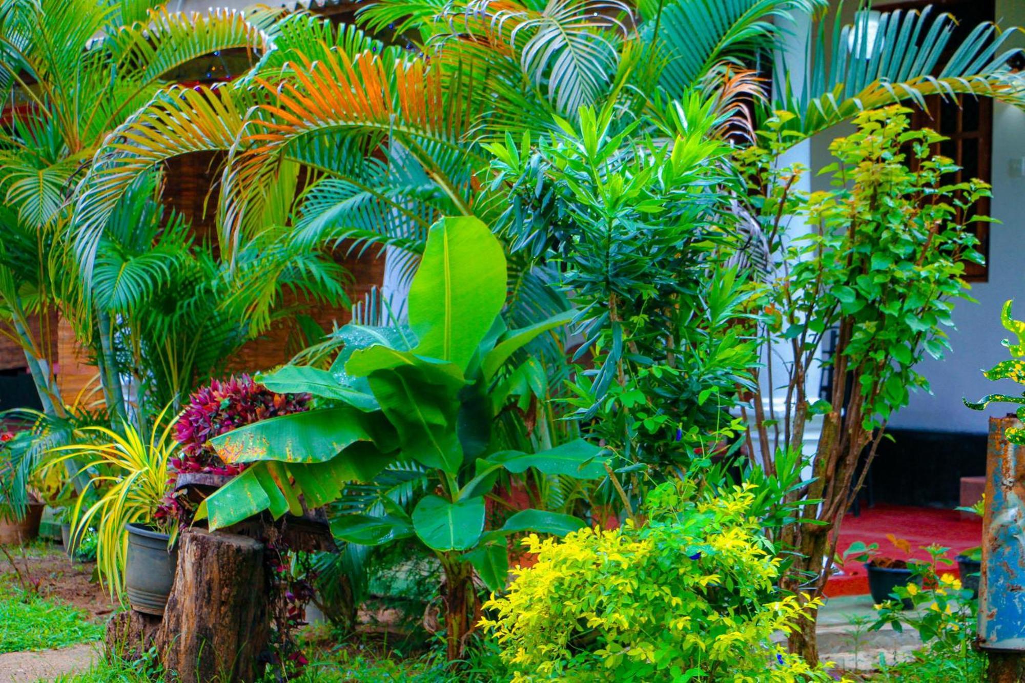 Chanaka Homestay *